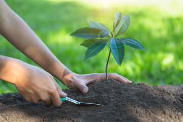 Planting seedlings to reduce global warming. Green sprout growing from seed. Seedlings that are growing into trees.