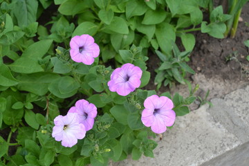 Herbaceous or semi-shrub perennial plant of the family Solanaceae. Gardening. Home garden, flower bed. Green. Petunia flower. Blooming petunia hybrid