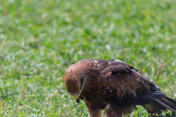 royal kite resting in his innkeeper