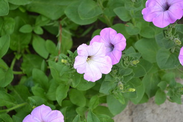 Herbaceous or semi-shrub perennial plant of the family Solanaceae. Gardening. Home garden, flower bed. Petunia flower. Blooming petunia hybrid