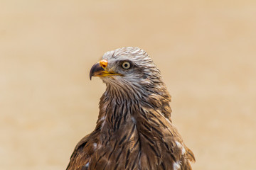 royal kite resting in his innkeeper