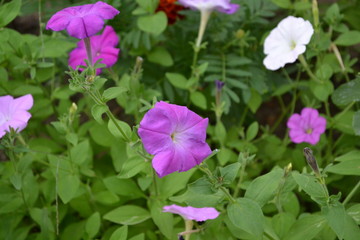 Gardening. Green. Blooming petunia hybrid. Herbaceous or semi-shrub perennial plant of the family Solanaceae