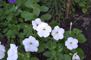 Home garden, flower bed. Gardening. Green. Petunia flower. Blooming petunia hybrid. Herbaceous or semi-shrub perennial plant of the family Solanaceae