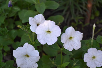 Home garden, flower bed. Petunia. Blooming petunia hybrid. Herbaceous or semi-shrub perennial plant of the family Solanaceae