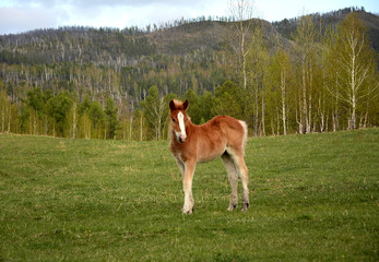 foal, animal, grass, farm, baby, horses, young, mammal, field