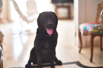 Beautiful black labrador dog sitting on the floor at home