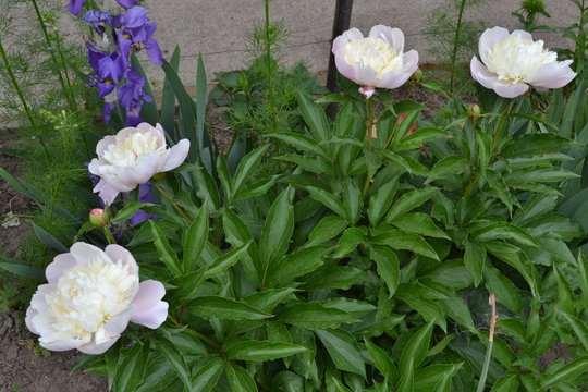 Gardening. Green. Flower Peony. Paeonia, herbaceous perennials and deciduous shrubs. White flowers