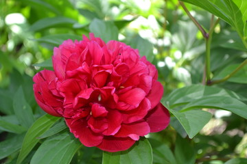 Home garden. Flower Peony. Paeonia, herbaceous perennials and deciduous shrubs. Red flowers