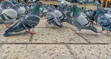 Many cute colorful pigeons with green necks walking on the ground looking for food in urban area of a town