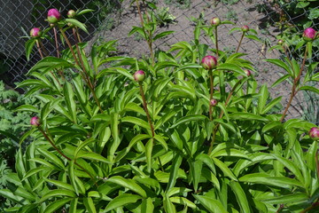 Obraz premium Home garden. Gardening. Green leaves, bushes. Flower Peony. Paeonia, herbaceous perennials and deciduous shrubs. Young buds