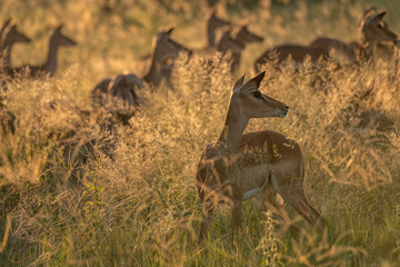 A herd of alert female impala stand in a field of tall grass backlit by the setting sun.  Image taken in the Okavango Delta, Botswana.