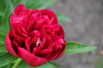 Home. Peony. Gardening. Paeonia, herbaceous perennials and deciduous shrubs. Red flowers