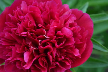 Home. Flower Peony. Gardening. Paeonia, herbaceous perennials and deciduous shrubs. Red flowers