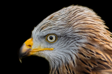 royal kite resting in his innkeeper