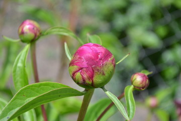 Red flowers. Gardening. Home garden, bed. Flower Peony. Paeonia, herbaceous perennials and deciduous shrubs