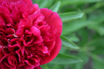 Red flowers. Gardening. Home garden, flower bed. House, field, farm, village. Green leaves, bushes. Flower Peony. Paeonia, herbaceous perennials and deciduous shrubs