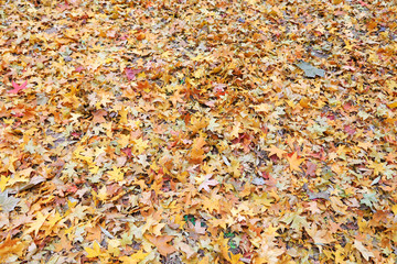 Falling leaves on the ground