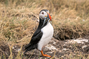 A puffin with a mouthful of sand eels stands in a field next to its burrow.  Image taken in the Farne Islands, United Kingdom.