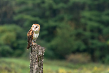 Barn owl standing on a tree stump in the middle of a field with trees in the background.
