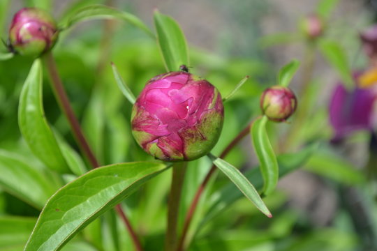Red flowers. Gardening. Home garden, flower bed. Green. Flower Peony. Paeonia, herbaceous perennials and deciduous shrubs