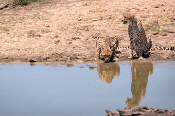 Two cheetah reflected in a pond, one drinking water.  Image taken in the Masai Mara, Kenya.