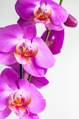 Naklejka na ściany i meble Three pink orchid flowers blossoming into a beautiful bouquet 