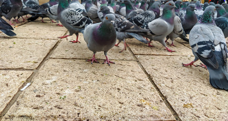 Many cute colorful wild pigeon birds with green necks walking on the ground looking for food in urban area of a town