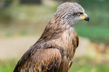 royal kite resting in his innkeeper