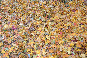 Falling leaves on the ground