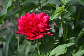 Gardening Home garden, bed. Flower Peony. Paeonia, herbaceous perennials and deciduous shrubs. Red flowers