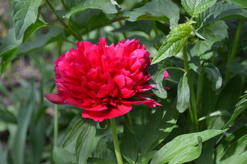 Gardening Home garden, flower bed. Flower Peony. Paeonia, herbaceous perennials and deciduous shrubs. Red flowers