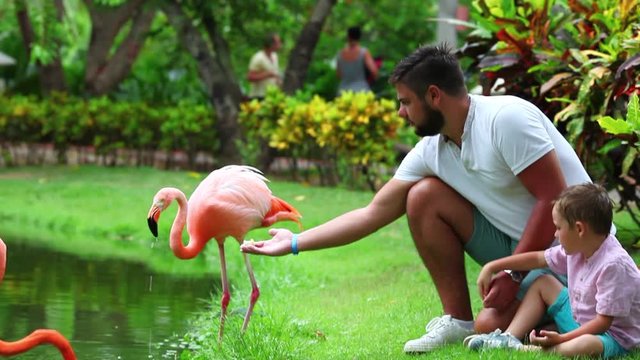 happy father and son feeding pink flamingo birds on the lake