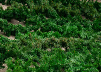 Christmas tree branches without decorations on the ground