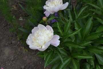 Gardening. Flower Peony. Paeonia, herbaceous perennials and deciduous shrubs. White flowers
