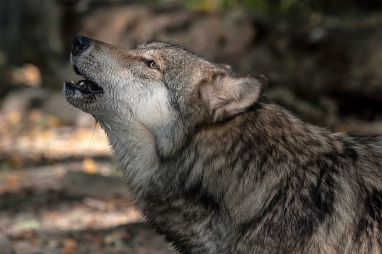 A howling gray wolf (also known as a timber wolf) with Fall foliage in the background.