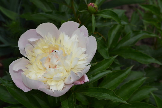Gardening. Green leaves, bushes. Flower Peony. Paeonia, herbaceous perennials and deciduous shrubs. White flowers