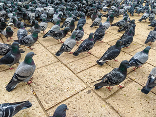 Fototapeta premium A lot of cute colorful grey feathers wild pigeon birds with green necks walking on the ground looking for food in urban area of a town