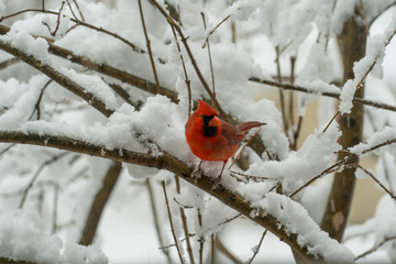 cardinal in snow