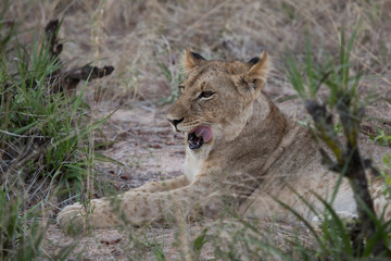 Lioness Licking her lips