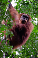 Orang Utan in Sumatra
