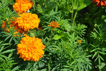 Gardening. Home garden, bed. Green leaves, bushes. Beautiful flower. Barhatts erect, Tagetes erecta. Annual herb