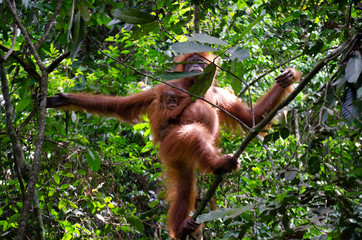 Orang Utan Mutter und Kind in Sumatra