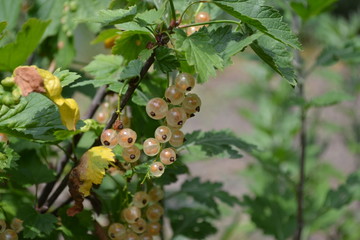 Obraz premium Gardening. Home garden, flower bed. Green leaves, bushes. White juicy berries. Tasty and healthy. White currant, ordinary, garden. Small deciduous shrub family Grossulariaceae