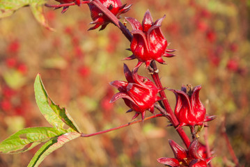 roselle, roselle for farm, roselle for farm from Thailand country