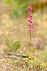 Kruszczyk rdzawoczerwony © Andrzej Gabiński