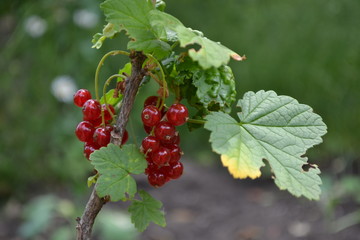 Gardening. Home garden, flower bed. House, field, farm. Green leaves, bushes. Red juicy berries. Tasty and healthy. Red currant, ordinary, garden. Small deciduous shrub family Grossulariaceae