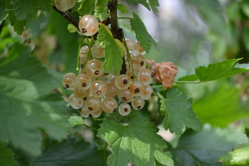 Gardening. Home garden, flower bed. House, field. Green leaves, bushes. White juicy berries. Tasty and healthy. White currant, ordinary, garden. Small deciduous shrub family Grossulariaceae