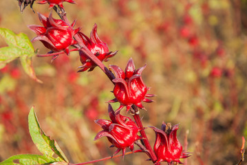 roselle, roselle for farm, roselle for farm from Thailand country