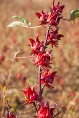 roselle, roselle for farm, roselle for farm from Thailand country