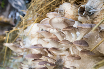 Organic blue oyster mushroom, Pleurotus pulmonarius or phoenix mushroom